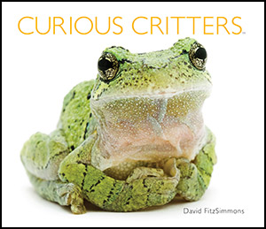 curious critters