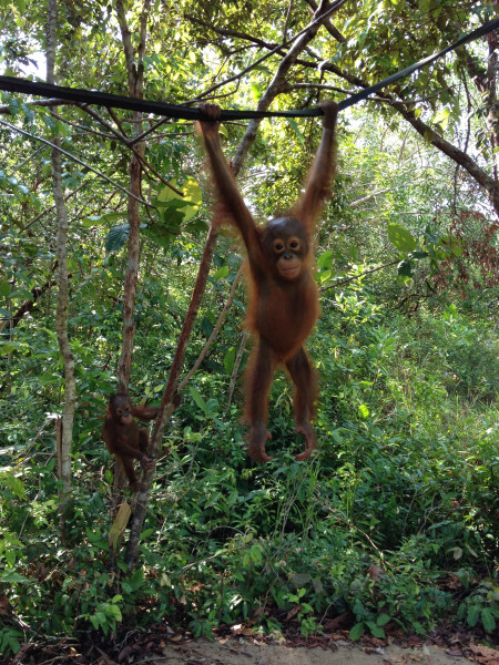 OrangutanRehab_15