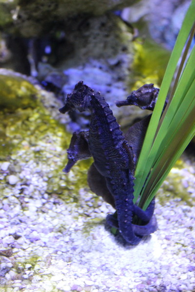 sea life pot belly seahorse
