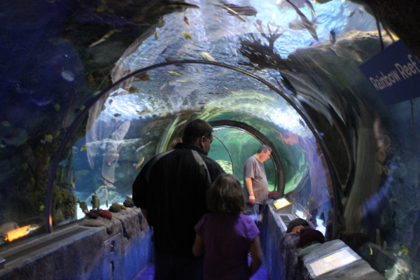 Visit to Sea Life Minnesota Aquarium - Central Minnesota Mom