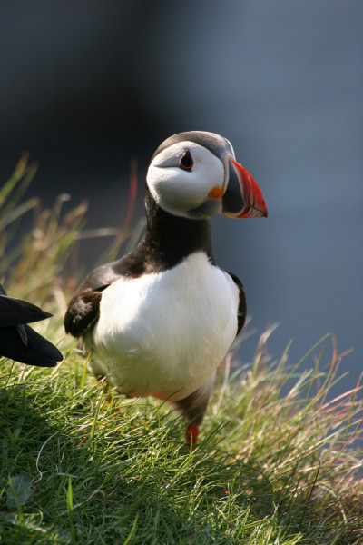 Puffins are brilliant hunters of small fish.(Photo credit: © Grospitz & Westphalen / NDR Naturfilm / Doclights GmbH)