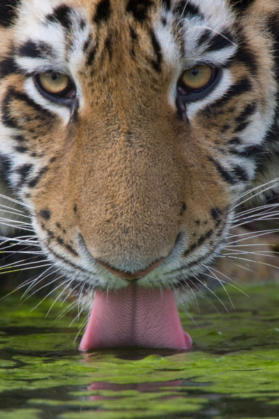 Vienna Zoo, Vienna, Austria: This is the largest tiger subspecies, where males can reach 350kg in weight and 230cm long in bodysize. Siberian Tiger is Endangered. Picture shows a 1.5 years old cub drinking. (Photo credit: © JOE PETERSBURGER/National Geographic Creative)(Instagram only credit: © JOE PETERSBURGER/@natgeocreative)